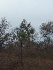 The “Charlie Brown Christmas tree” in Trussville photo by Gary Lloyd