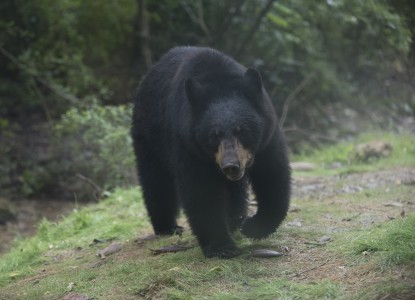 Birmingham Zoo adds new black bear exhibit
