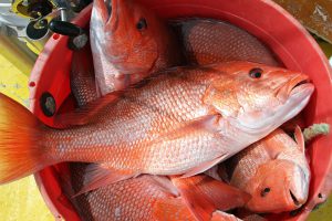 Although anglers are reporting an abundance of red snapper, it appears the snapper season is again going to be a short one for the private recreational anglers. 