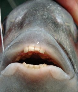 Sheepshead sport a nice set of teeth to be able to crunch barnacles and other crustaceans in the coastal marine habitat. Sheepshead are plentiful along the Alabama Gulf Coast in late winter and early spring and make great table fare. (photos submitted by David Rainer)