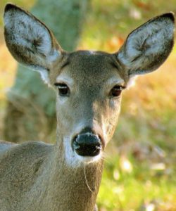 Susan Allison Lee snapped a close-up of an inquisitive whitetail doe at Lake Guntersville State Park. (photo submitted by David Rainer)