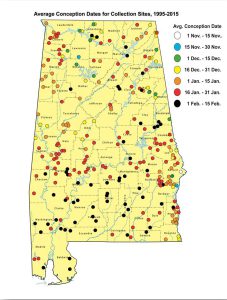 The first map indicates the conception dates of deer that have been checked by the Alabama Wildlife and Freshwater Fisheries biologists. The second map is the proposed either-sex gun deer season for the 2016-2017 seasons. The proposal will be considered at the next Conservation Advisory Meeting March 26. (submitted maps) 