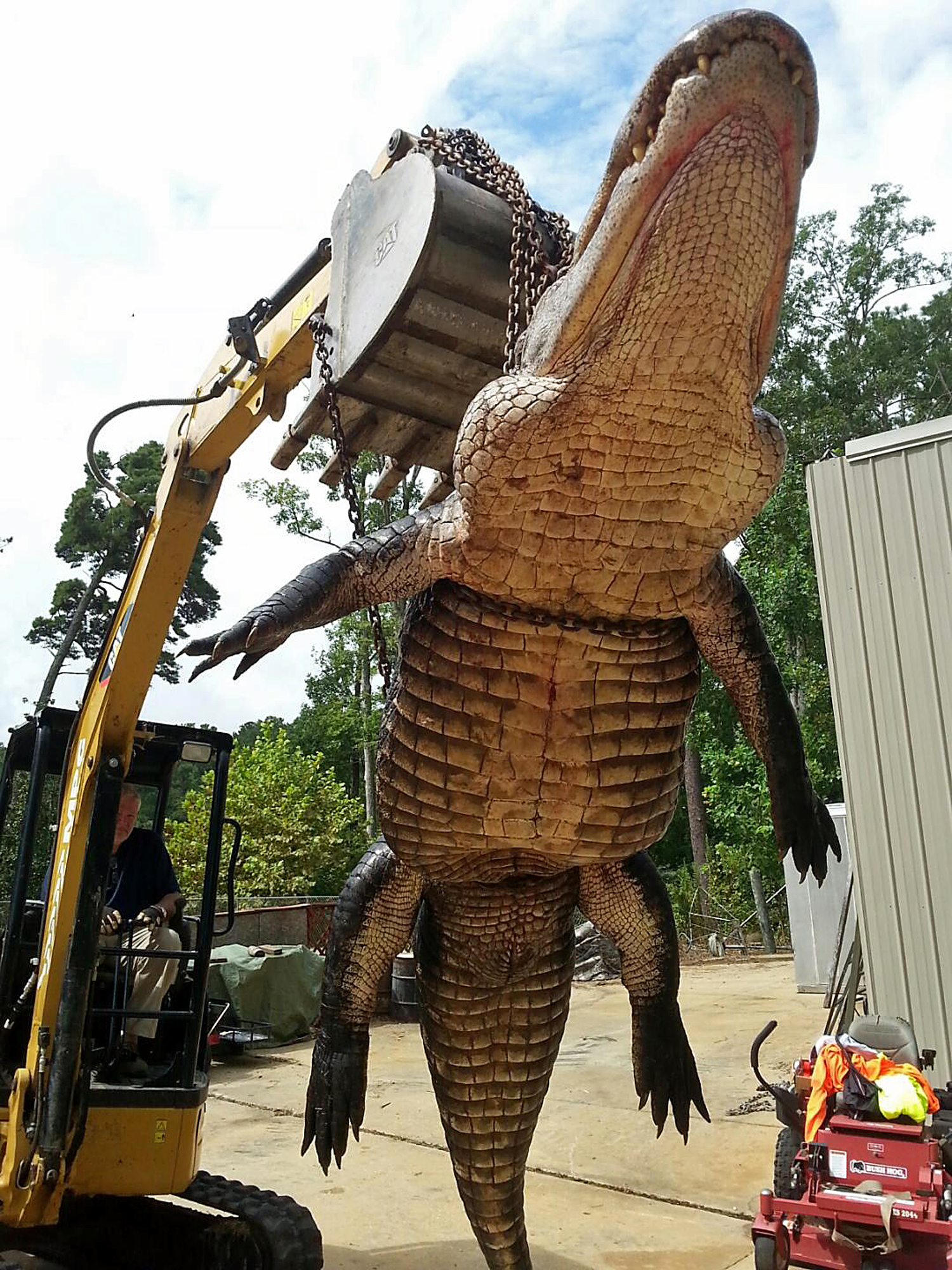Alabama alligator season approaching 
