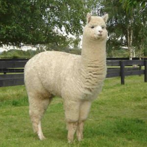 This is a file image of an alpaca, not an image of the alpaca that was killed. 