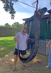 The gator measured 12 feet, 10 inches and weighed 684 pounds. Wright’s wife, Kristie, wanted to be among the crew, but she is expecting twins and had to settle for a photo with the big gator.
