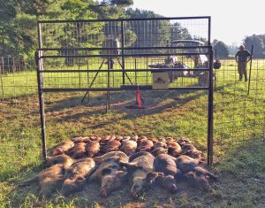 The most effective method to deal with a feral hog problem is to trap the entire sounder or social unit in an enclosure with a trap door that can be triggered remotely using a smartphone app.