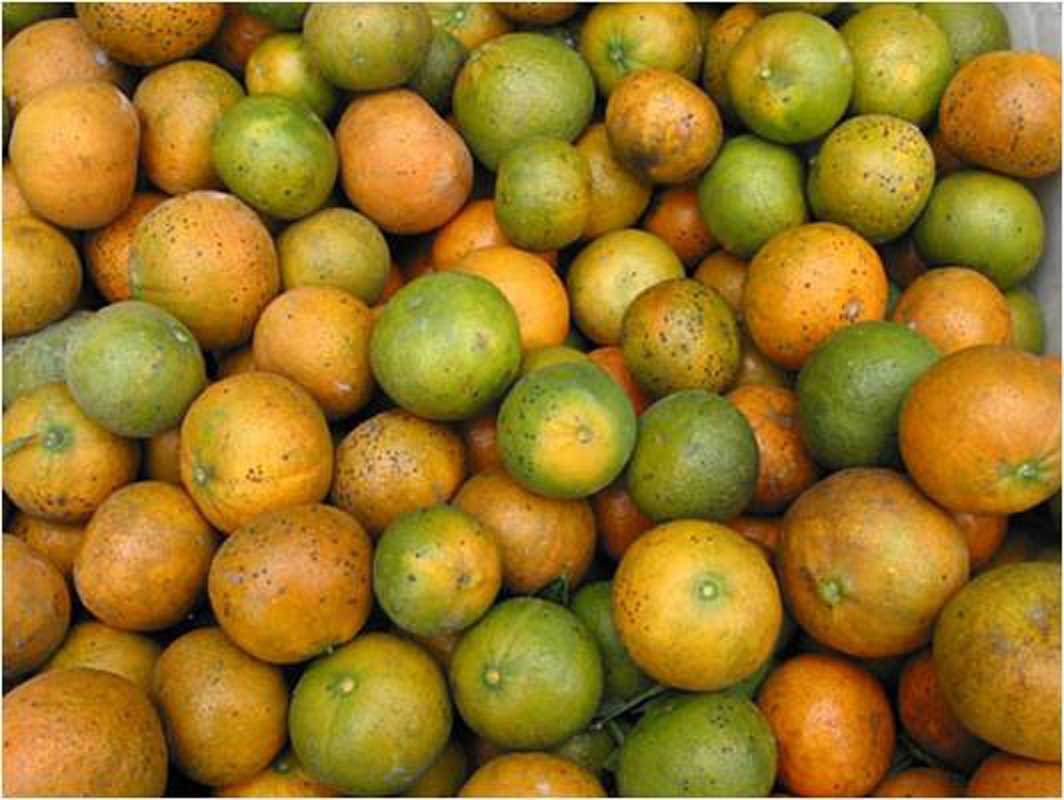 Contagious disease infecting citrus fruits spotted in Alabama