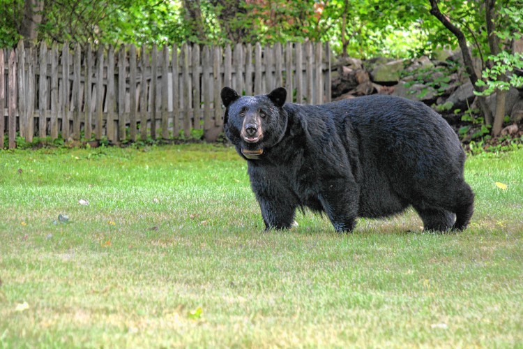 UPDATE: Black bear still at large, sheriff's office suspends search