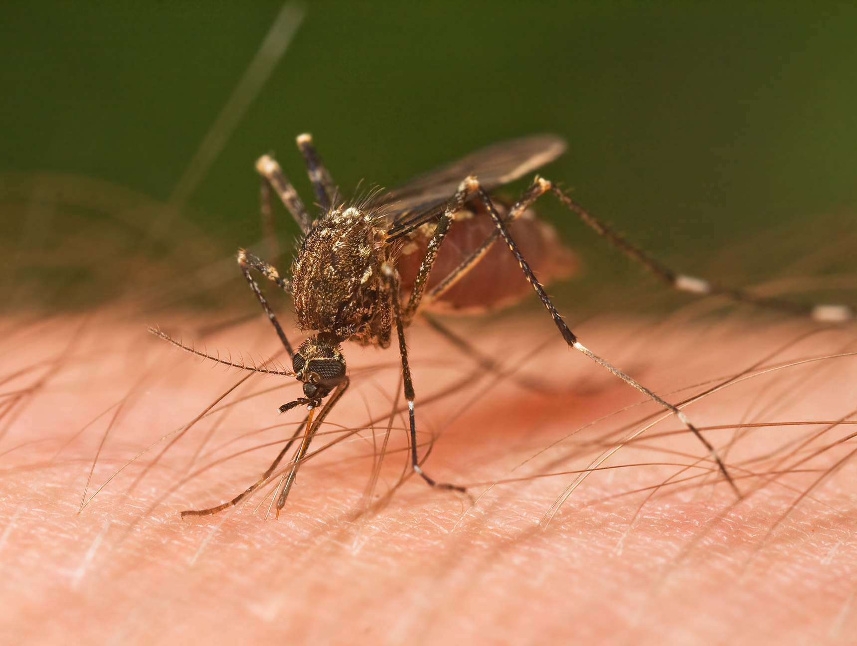 Department of Public Health gives tips on preventing illnesses from mosquito bites