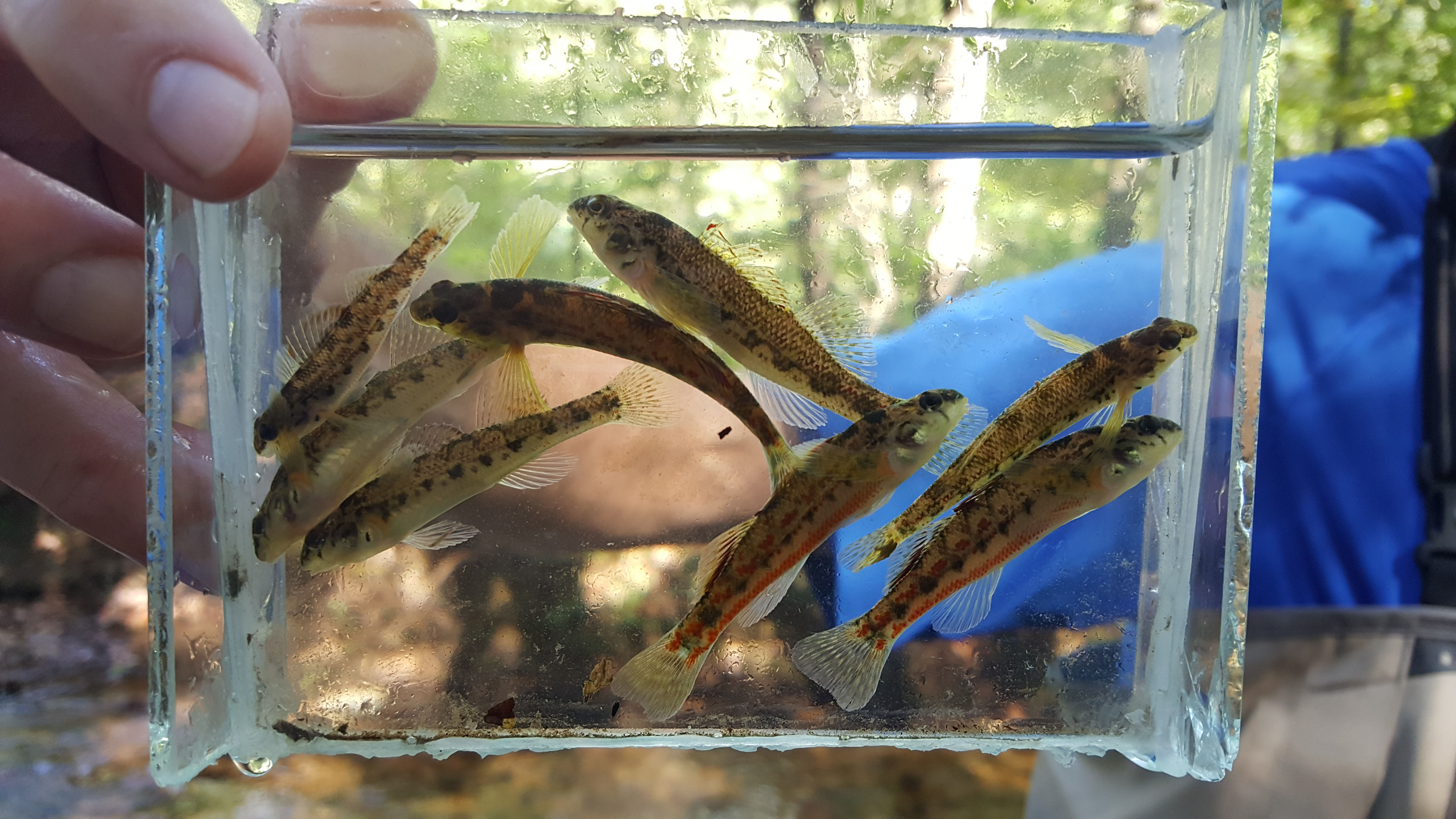 New population of endangered fish found in Turkey Creek