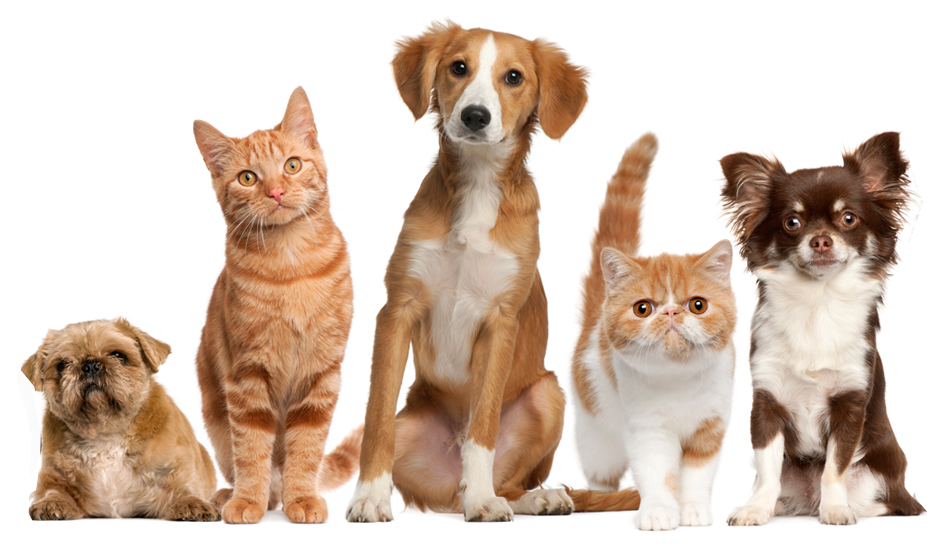 Celebrate National Pet Day today, April 11