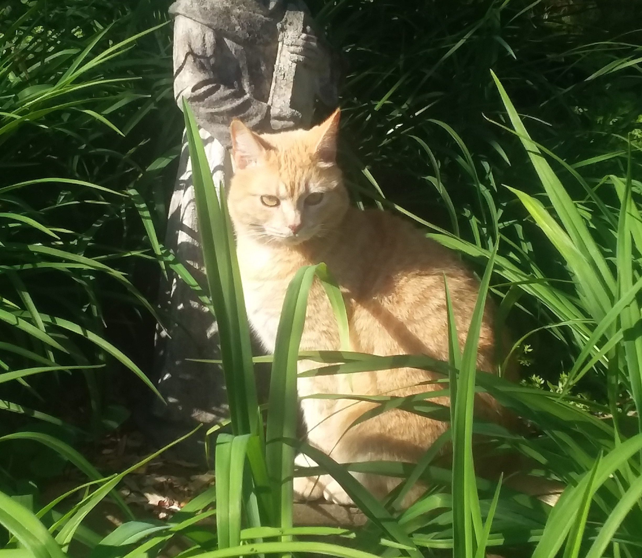 Lost pet: Cat missing from Blount County home