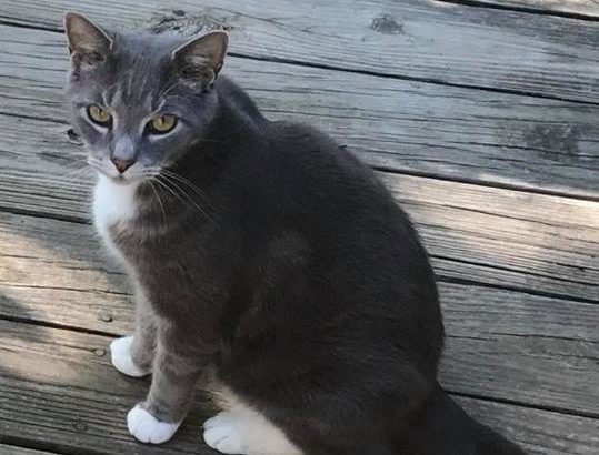 Lost pet: Cat missing from Springville home