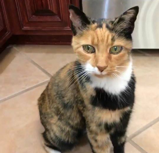 Lost pet: Missing cat from Springville