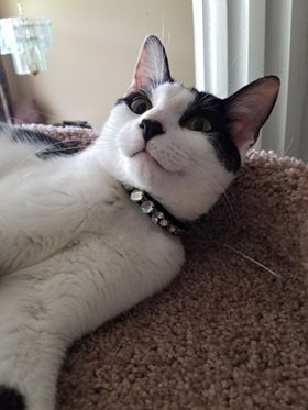 Lost pet: Cat missing from Pinson Home