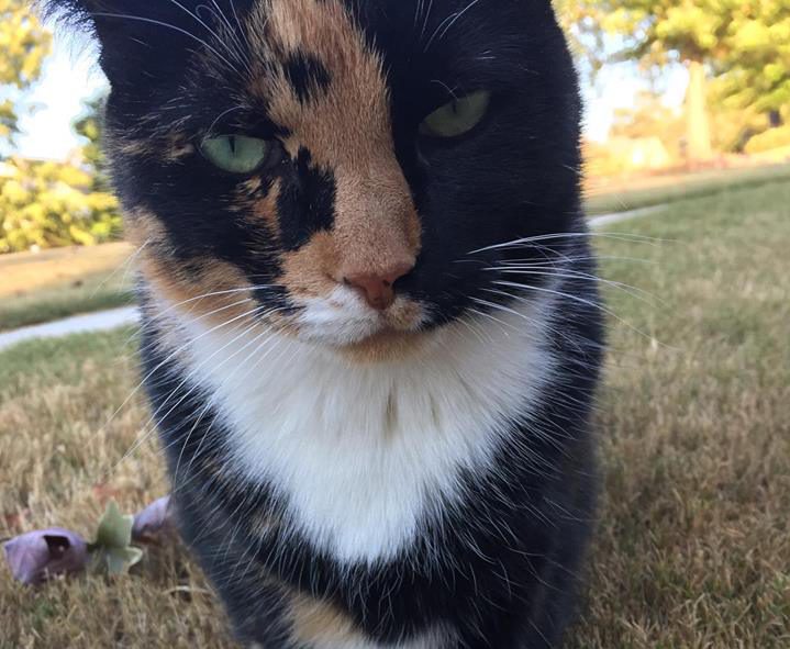 Lost pet: Cat missing from Springville home