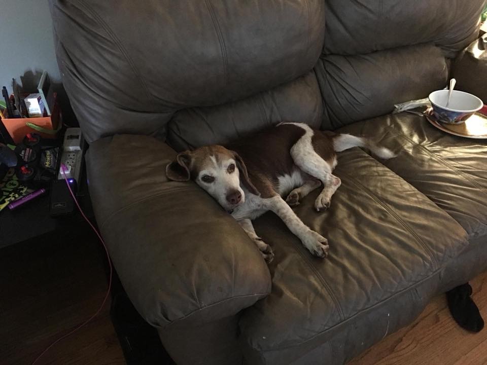 Lost pet: Dog missing from Pinson home