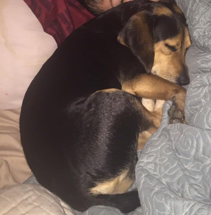 Lost pet: Beagle missing from Pinson home