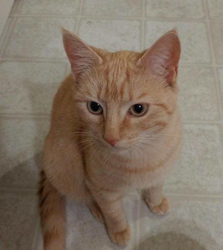 Lost pet: Cat missing from Moody home