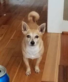 Lost pet: Dog missing from Trussville home