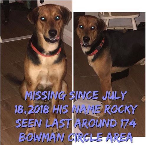 Lost pet: Dog missing from Pell City