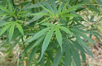 Nearly five pounds of marijuana 