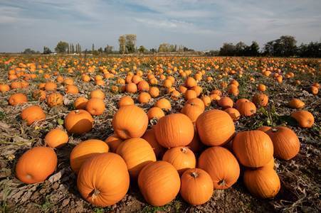 Pumpkin spice and everything nice: It’s National Pumpkin Day, learn history about the pumpkin, great Jack-O-Lantern