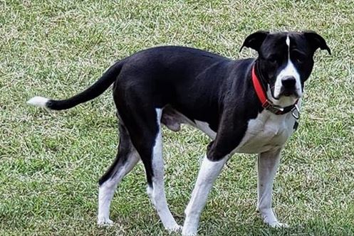 Lost Dog: Cliff is missing from his St. Clair County home