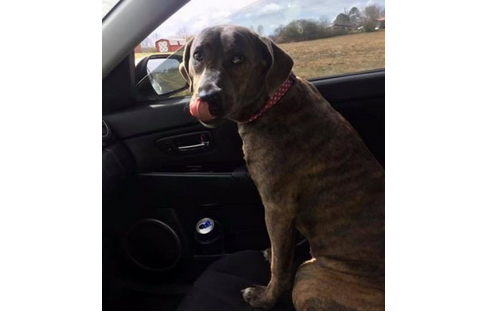 Lost Dog: Have you seen Bethany?