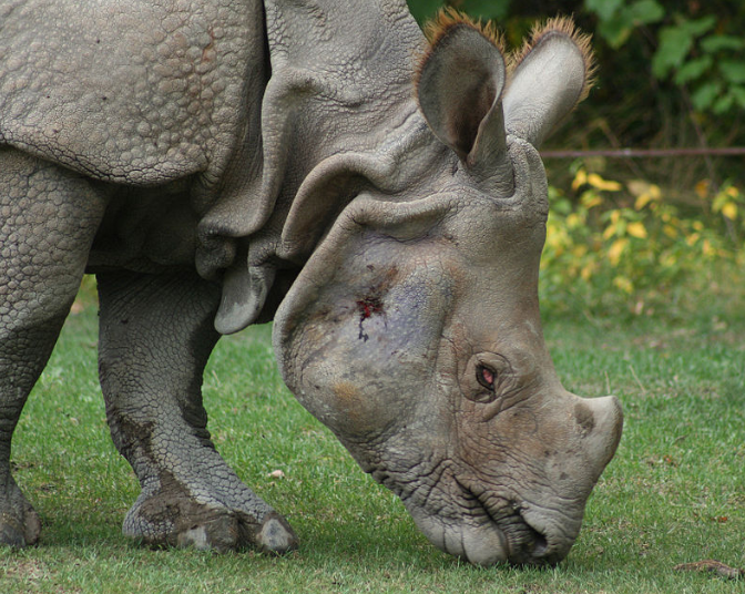 Florida: Falling toddler hurt after landing into rhino exhibit