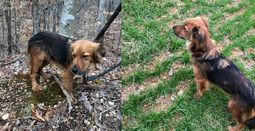 Lost Dog: Have you seen Foxy?