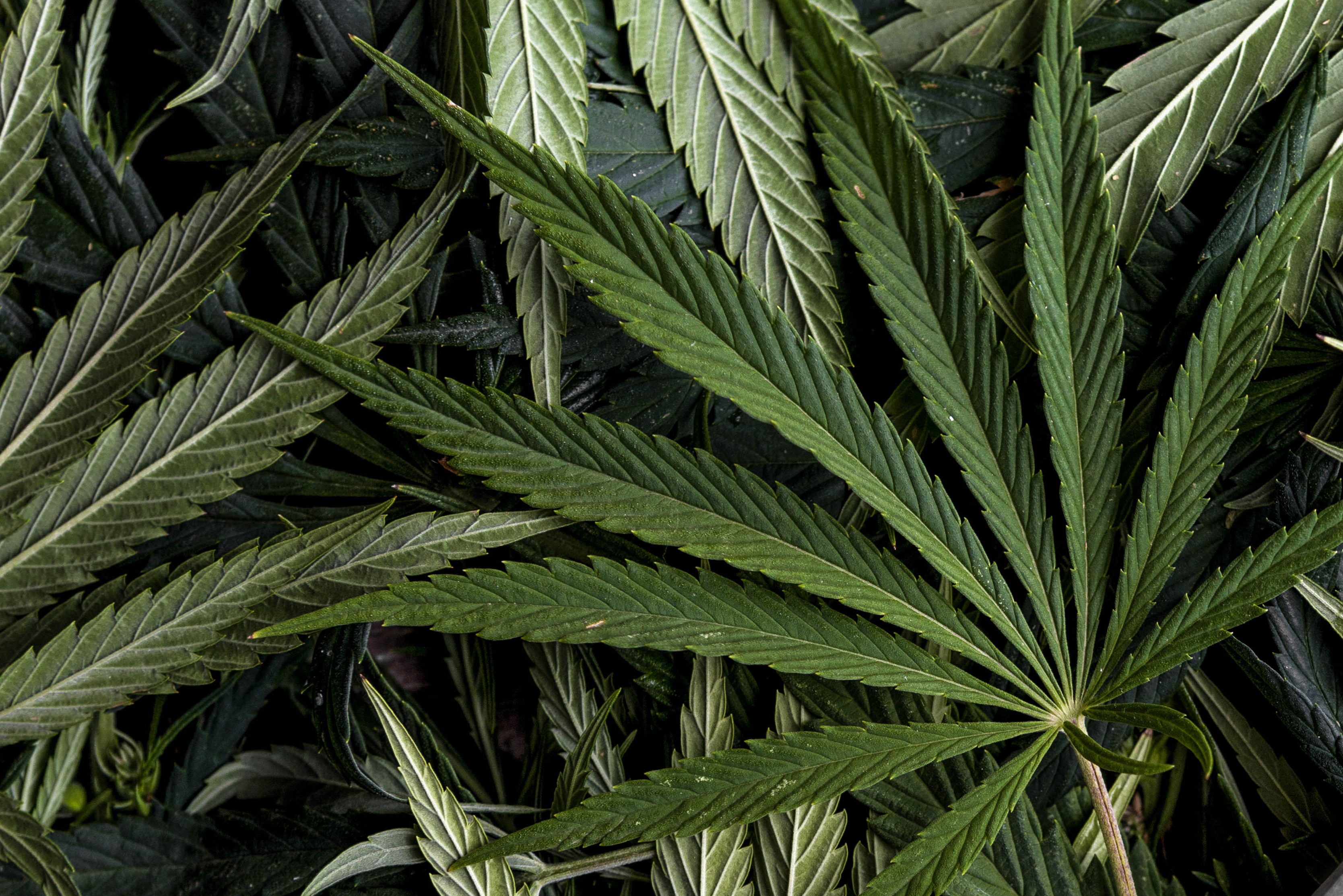Medical marijuana bill with bi-partisan support filed in Alabama House