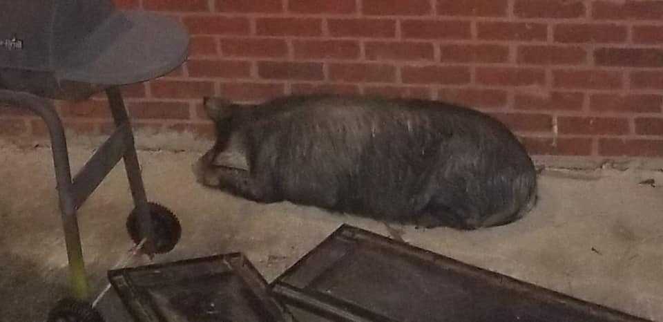 Sooie! Pig on the loose in Trussville