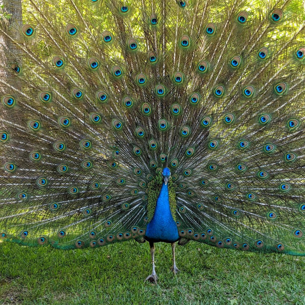 New sighting of roaming peacock; could there be 2?