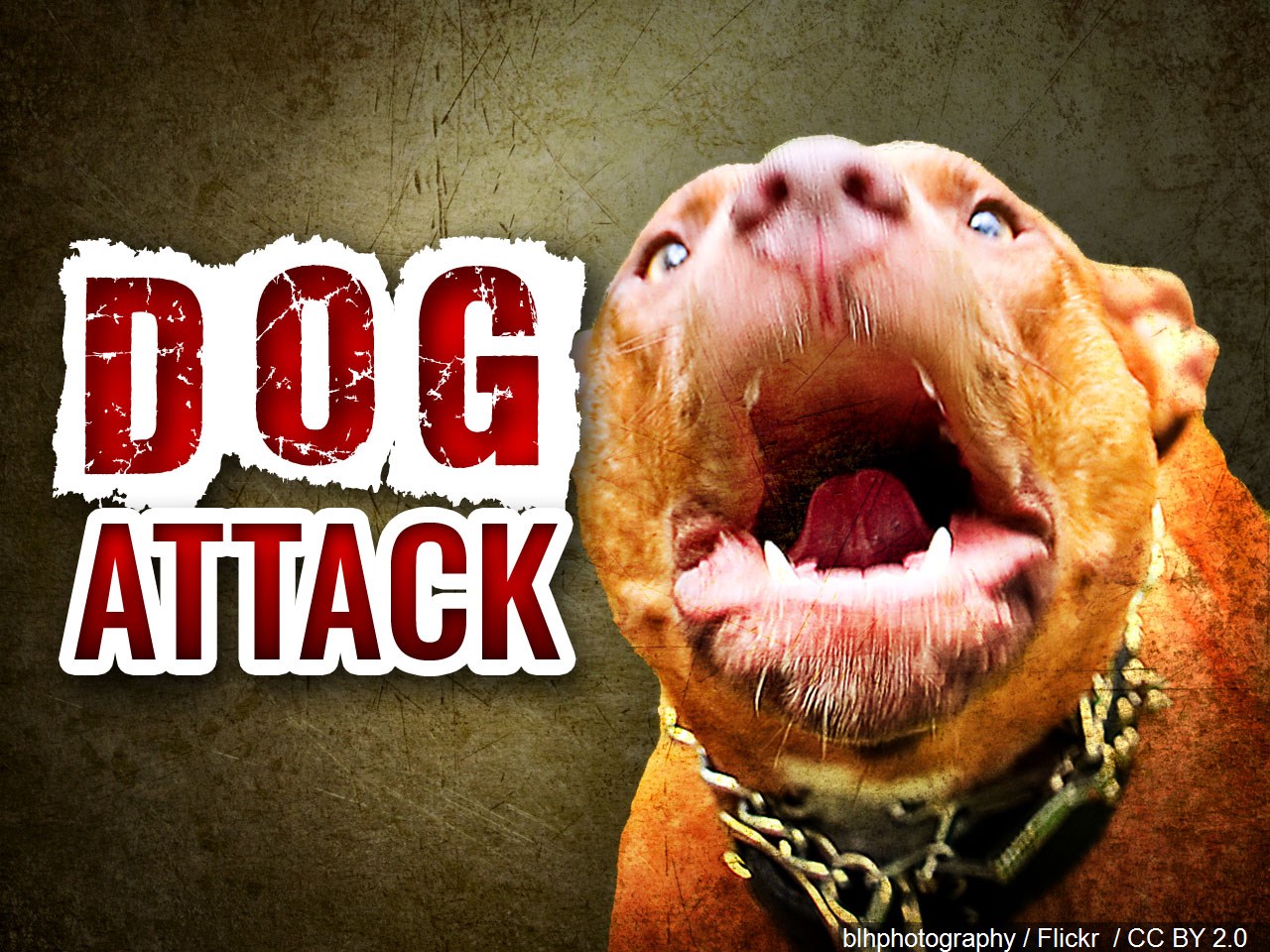 Elderly woman attacked by four dogs in Tuscaloosa, 2 dogs killed