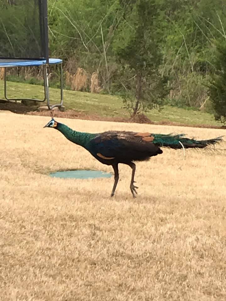 VIDEO: Peacock on the loose around Deerfoot Parkway