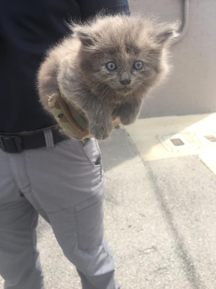 Trussville Police detective rescues kitten from Main Street