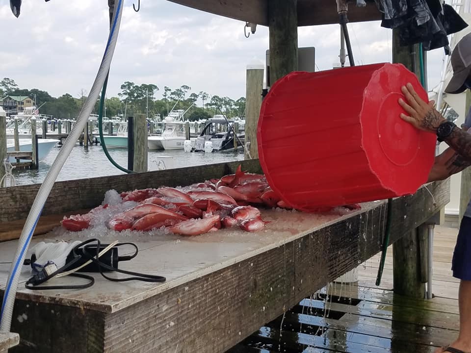 Alabama opens for red snapper fishing on June 1