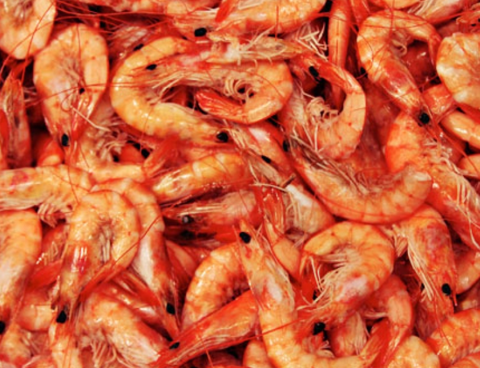 Shrimping season starts June 1 in Alabama