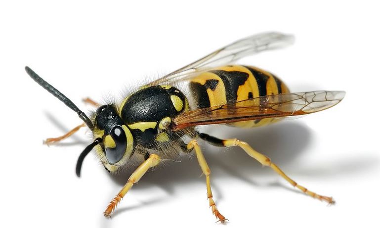 Avoid the sting: Alabama experiencing high yellow jacket populations