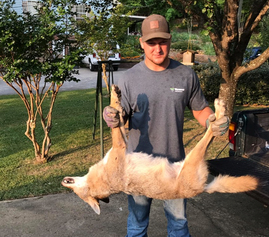 Coyote breaks into Argo home, kills family cat