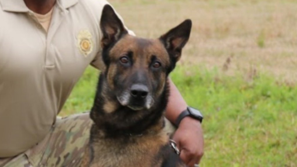 Police dog that sniffed drugs during prison search dies