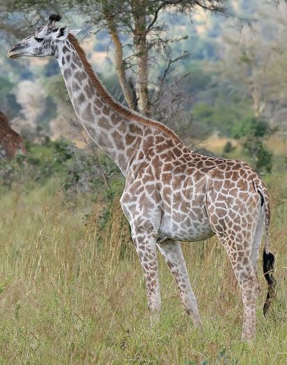 Necropsy to determine why giraffe died at Montgomery Zoo