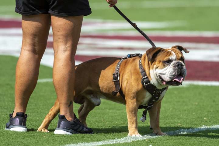 Animal rights group wants mascot hit by Auburn player to retire