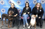Thanks to a bus driver, 2 dogs are now home safe after escaping on a frigid winter's night