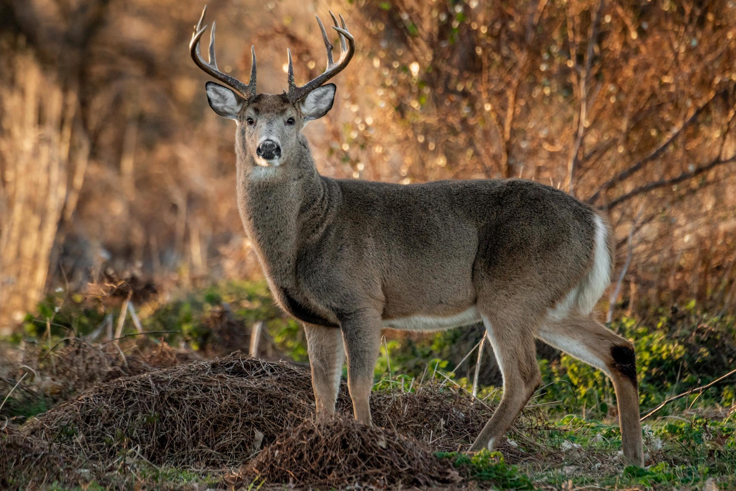 Alabama ups deer disease checks; chronic wasting disease found in neighboring states