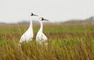 $11,000 in rewards for leads to whooping crane killers