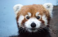 Beloved red panda at Birmingham Zoo passes away of unknown causes