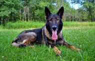 Beloved police K-9 Faust passes away following life dedicated to others, procession held at Clay Chalkville Animal Clinic