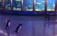 Penguins explore Shedd Aquarium during shutdown due to coronavirus